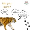 🐯 Happy International Tiger Day! 🌍 🌿 이미지