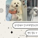 러브시티독 이미지