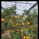 다미농장 이미지