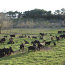 경기약품 이미지