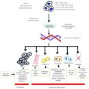 Re: plant 추출물이 stem cell의 증식과 분화를 촉진 2019년 이미지