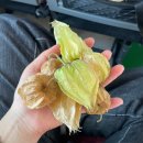 대승칼국수 | [불교성지순례 5일차] 마음여행 실크로드여행사 인도&amp;네팔 성지순례 11일 후기, 인도·네팔 여행