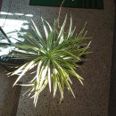 Aloe Yucca Bordered(유카 알로이폴리아 그라시아타) 이미지