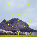 제주 산방산 암벽식물지대 | 제주 풀빌라 독채 가볼만한곳 여행코스 | 산방산 유채꽃 | 제주도 서쪽 갈만한곳
