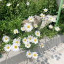 해사랑펜션민박 이미지