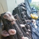 서당골농장 이미지