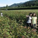 겸면 칠봉리 마을회관 | 목화 솜꽃 방글방글...곡성 겸면목화공원