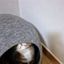 아방 네이버블로그