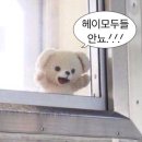 울릉도회오징어