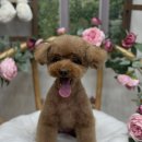 도그보니타 이미지