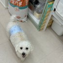 몽마르쉐 이미지