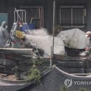 돼지인력 이미지