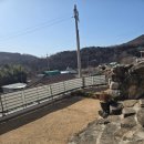 망고 애견 이미지