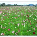 (주)코스모스 이미지