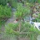 황금반송(Pinus densiflora for. multicaulis)을 경매합니다.(1000원경매)-마감.^^ 이미지