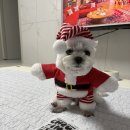 츄잉츄잉 | 이갈이 장난감 추천｜치석제거 도움까지 되는 바잇미 이지 바이트 그립 &amp; 츄잉카우 후기