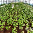 박정원농장 이미지