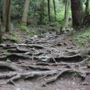 설아다원 이미지