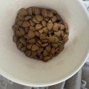 건강한펫 | 길양이 사료 건강한 체형 유지 돕는 단백질 마이펫닥터 사료 후기