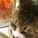 와즈펫(wispet) 이미지