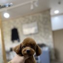 개털깎는마리오 이미지