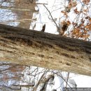 자연산 벌나무 사진과 효능 이미지