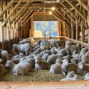 기웅목장 이미지