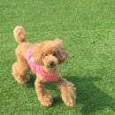 Dogi Dogi(도기도기) 이미지