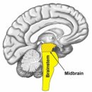 FEMALE SEXUAL ORGANS - 여성 생식세포(난자) 이미지