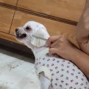 써니펫(sunny pet)