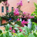 백일홍동산 이미지