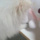 푸쉬푸쉬 뽑기방 이미지