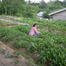 오명석농장 이미지