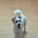 스카이 애견 이미지