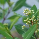 수궁초Apocynum cannabinum L.(협죽도과 수궁초속) 이미지