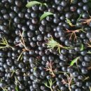 일호농장 이미지