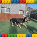 덕분에 행복하개 이미지