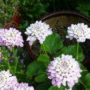 이베리스 이미지