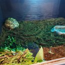 파충류카페 비비안 이미지