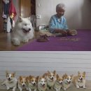 아롱이네 농장 이미지