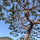 본마을3길 16 | 남평문씨 문익점 대구매화명소 인흥마을