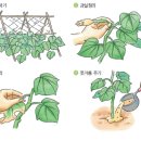 씨오이 이미지