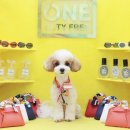 그루밍 까꿍 이미지