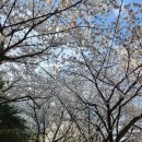 중랑천변1(노원교) | 의정부 호원동 벚꽃명소 중랑천 산책길 추천 회룡역에서 망월사까지 힐링 코스