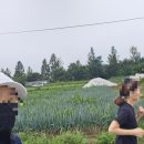 펫블리강아지&미라클고양이 | 강원도 가족여행(속초,고성,평창): 설악산 신흥사, 화진포 김일성별장, 아야진 해변, 월정사 전나무숲길