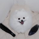 엘아미고 네이버블로그