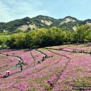 노원-상계-2116 | 2026 불암산 철쭉제 4월23일 방문 후기, 주차정보