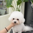 대구애견미용 강아지호텔 모여라솜뭉치 이미지