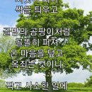 큰 나무 이미지