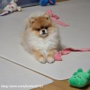 굿바이펫 | 펫테리어의 완성 [퍼핑매트 러그형] 3개월간 너무 잘 사용하고 있는 우리집 후기🐶